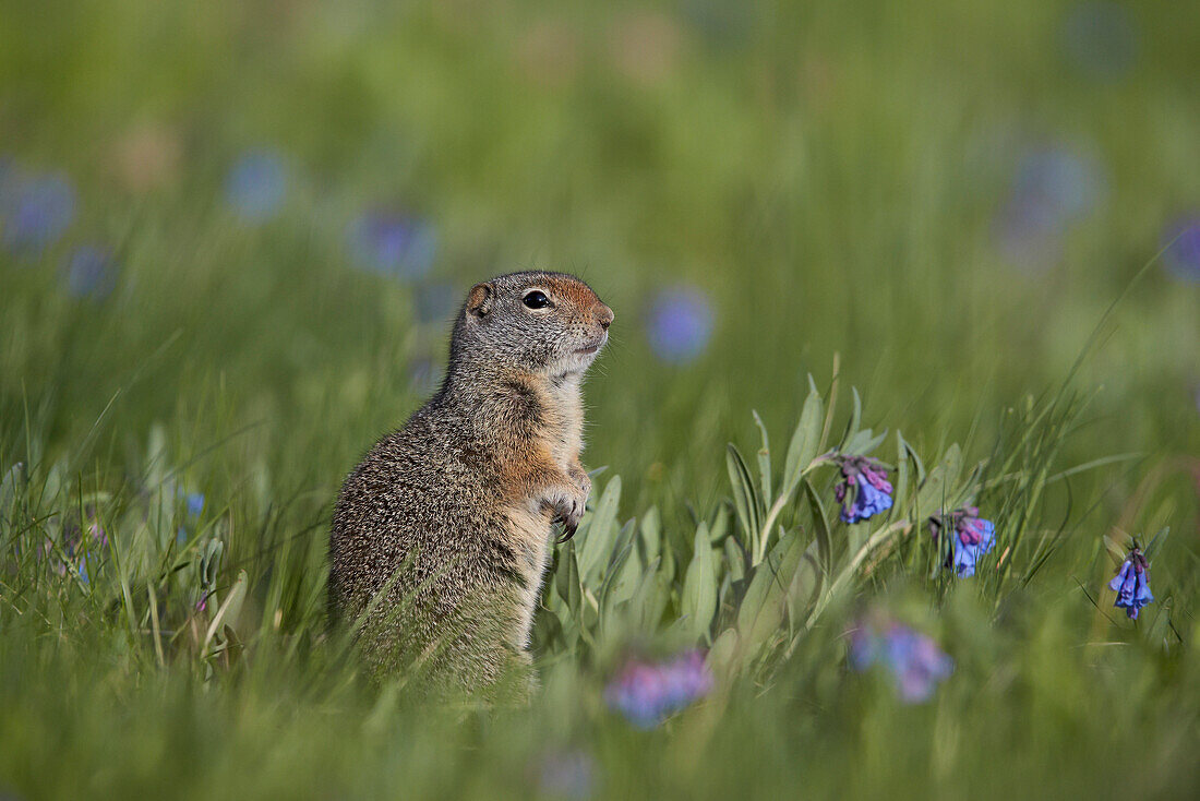 Uinta ground Squirrel (Urocitellus armatus) among mountain bluebell (Mertensia ciliata), Yellowstone National Park, Wyoming, United States of America, North America