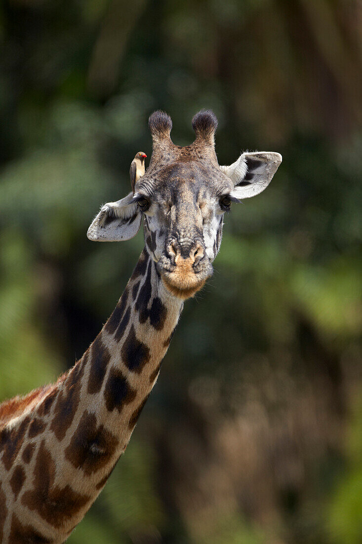 Masai giraffe (Giraffa camelopardalis tippelskirchi) with a red-billed oxpecker (Buphagus erythrorhynchus), Serengeti National Park, Tanzania, East Africa, Africa