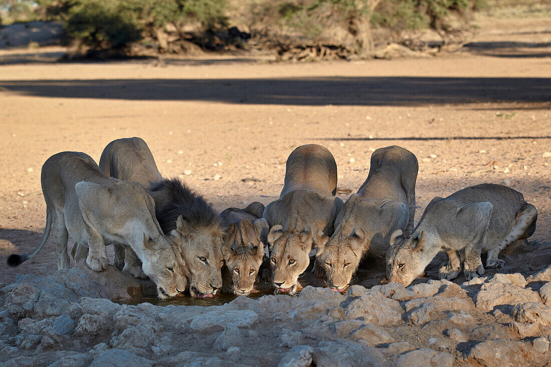 Lion (Panthera leo) family drinking, Kgalagadi Transfrontier Park, encompassing the former Kalahari Gemsbok National Park, South Africa, Africa