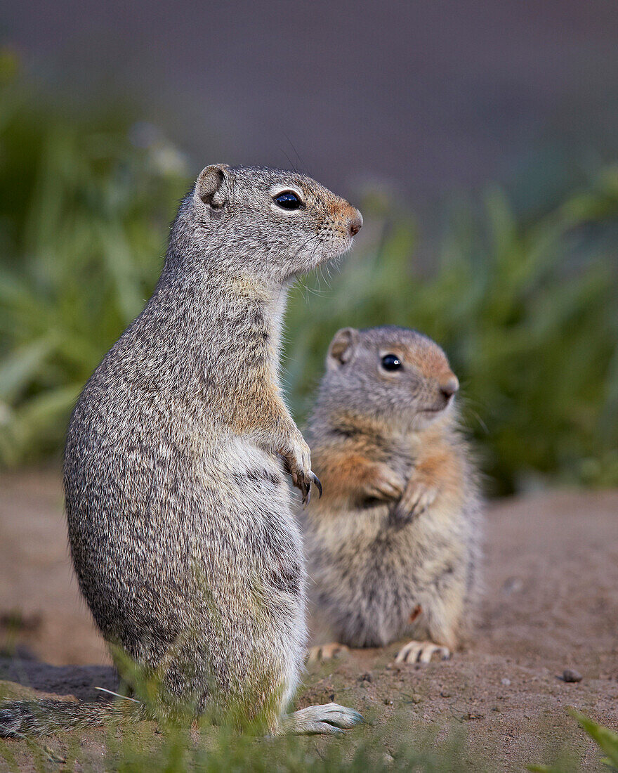Uinta Ground Squirrel (Urocitellus armatus) adult and young, Yellowstone National Park, Wyoming, United States of  America, North America