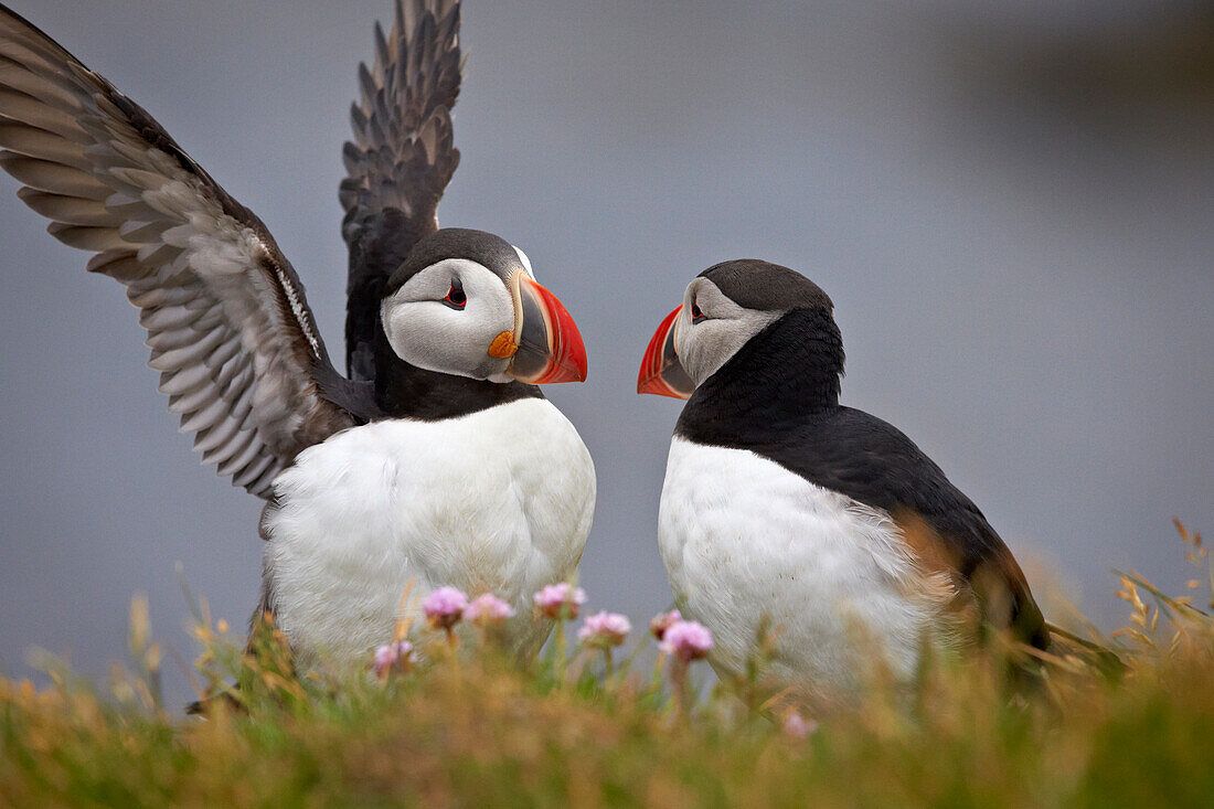 Atlantic Puffin (Fratercula arctica) pair, Iceland, Polar Regions