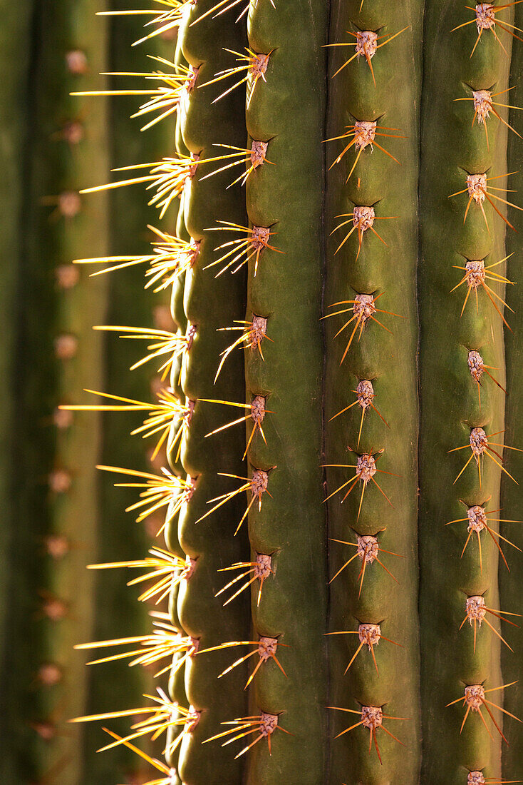 Detail of cactus in the garden of the Villa Majorelle, Marrakech, Morocco, North Africa, Africa