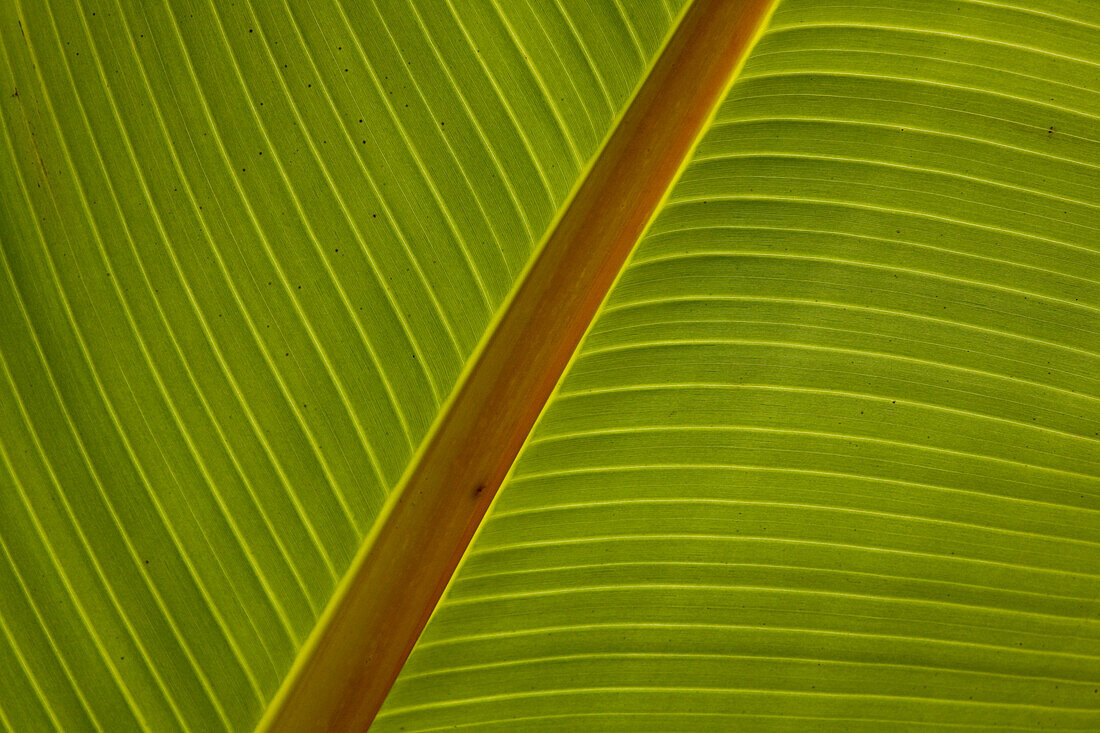 Close-up of plantain leaf