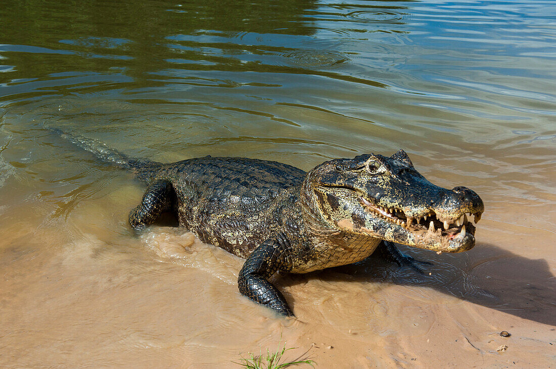 Alligator (Yacare caiman), Pantanal, UNESCO World Heritage Site, Brazil, South America