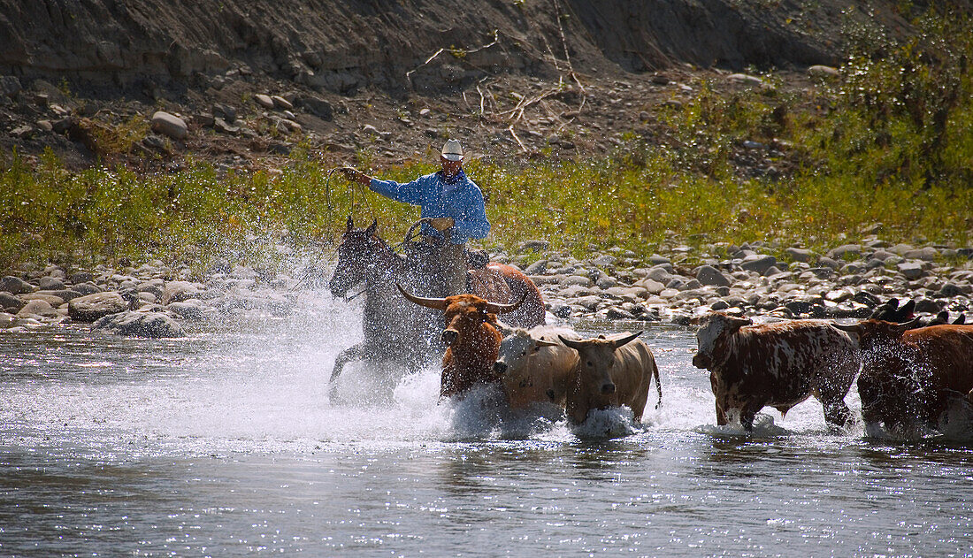 Cowboy Herding Cattle Across The River, Alberta, Canada