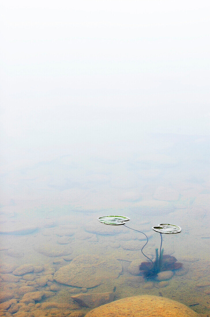 A Pond With Lily Pads