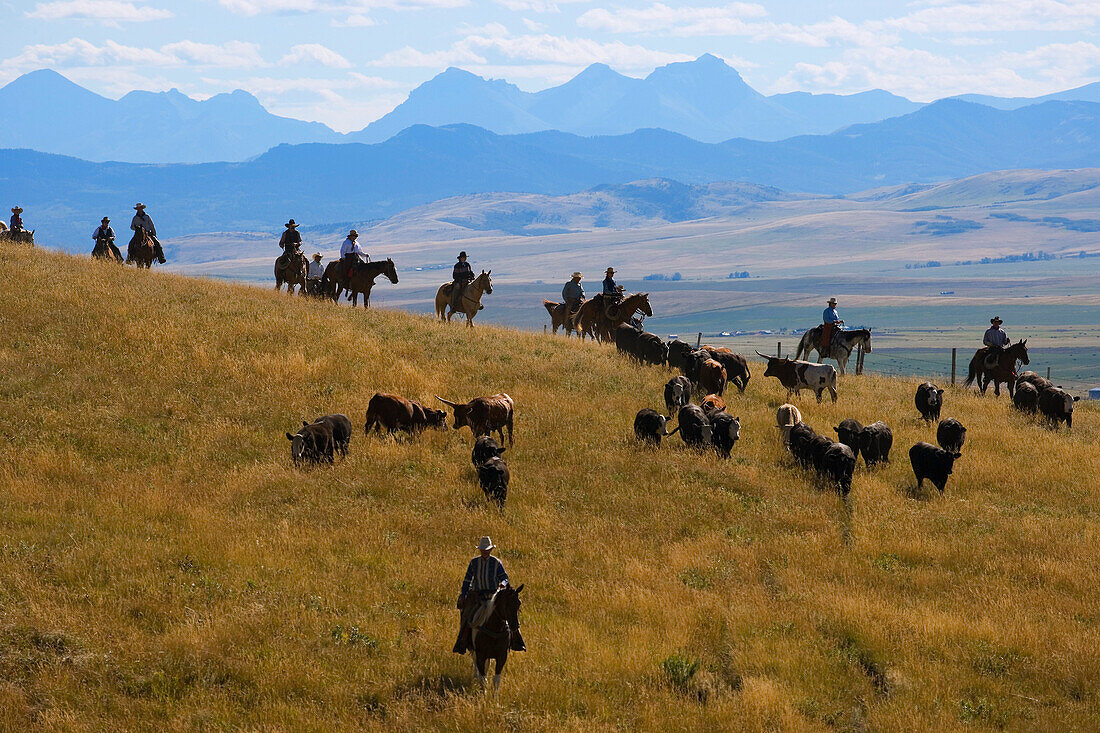 Herding The Cattle