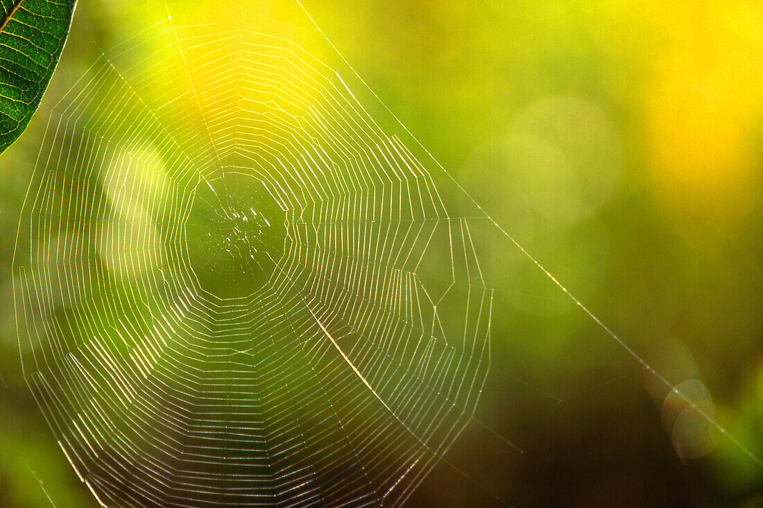 A Spider Web