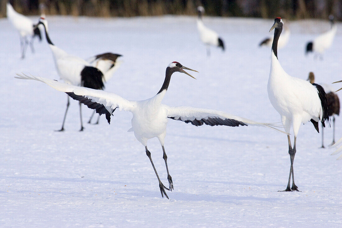 Cranes Dancing In The Snow