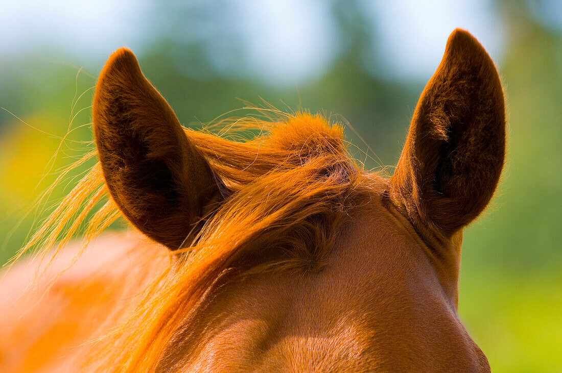 Ears On A Horse