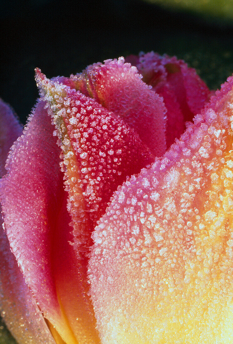 Close-Up Of Tulip Blossom Petals With Dew