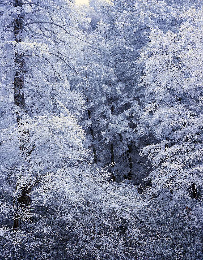 Snow On Forest Trees, Black-Colored Trunks, Newfound Gap Road, Great Smoky Mountains National Park