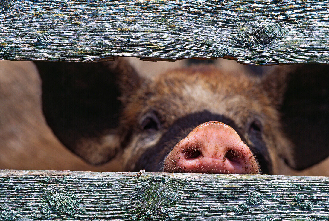 Pig's Snout Through Weathered Fence Boards