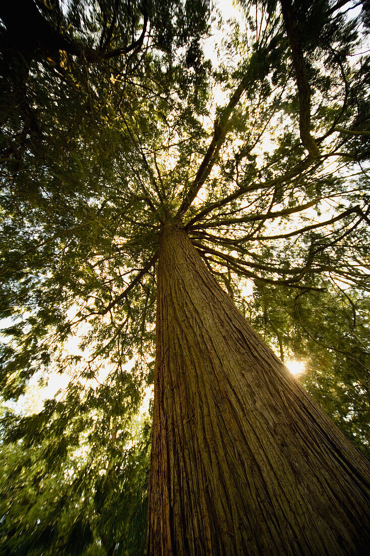 Tree From Low Angle