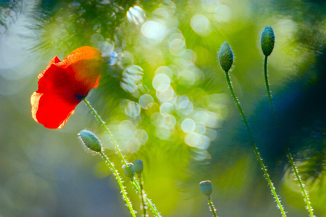 Red Poppy