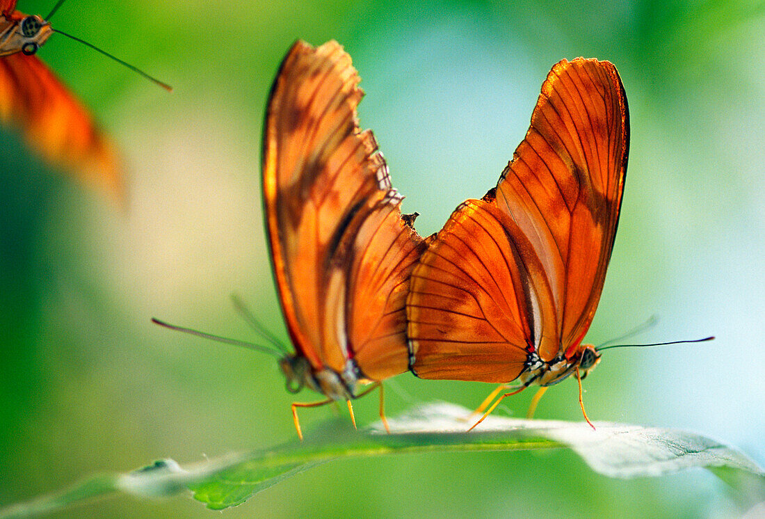 Two Butterflies On A Leaf