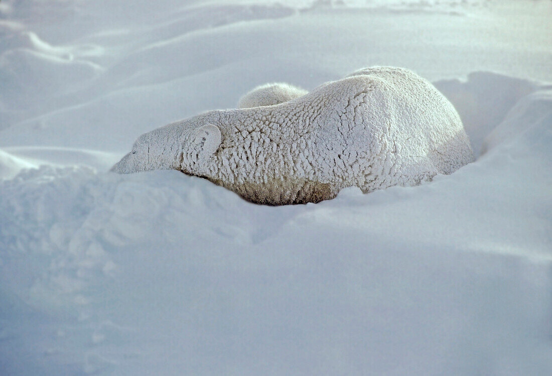 Polar Bear Sleeping In Snow