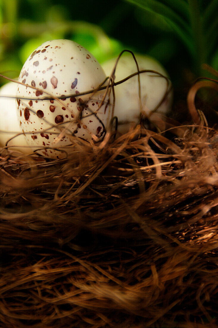 Eggs In A Nest