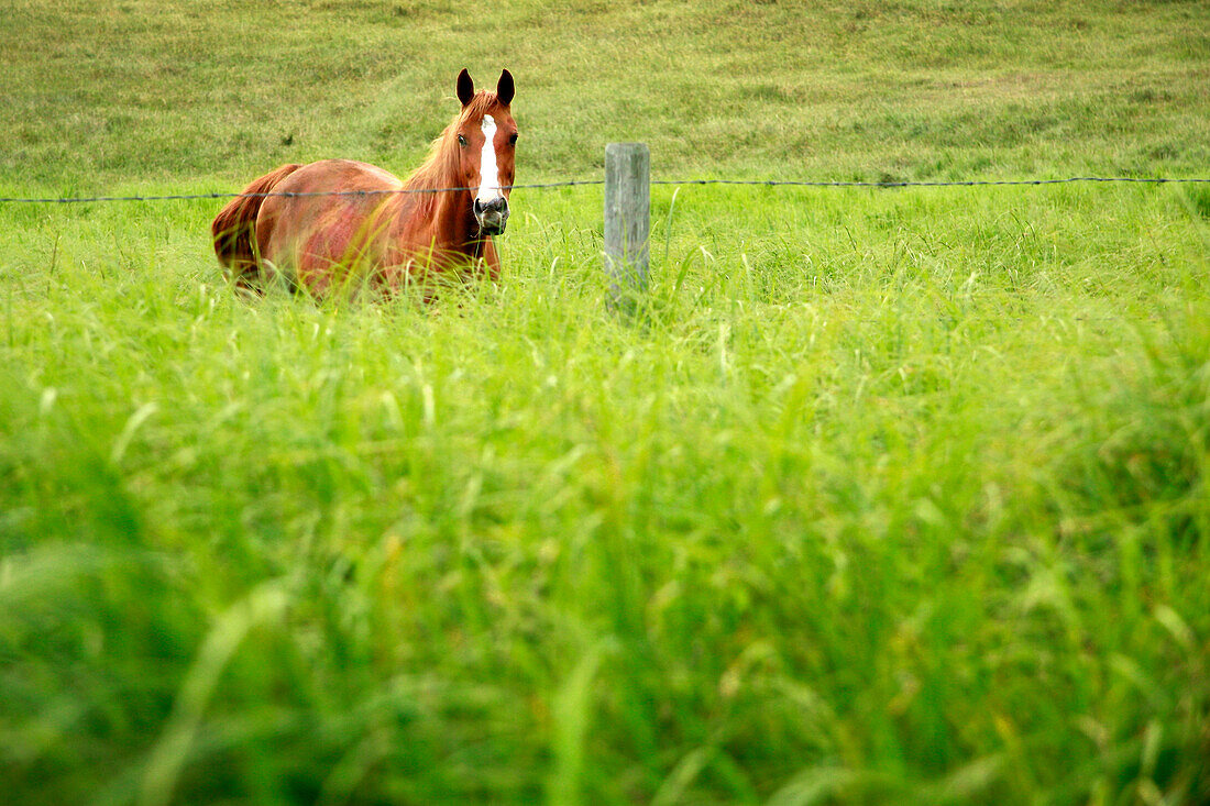 Horse In Tall Grass