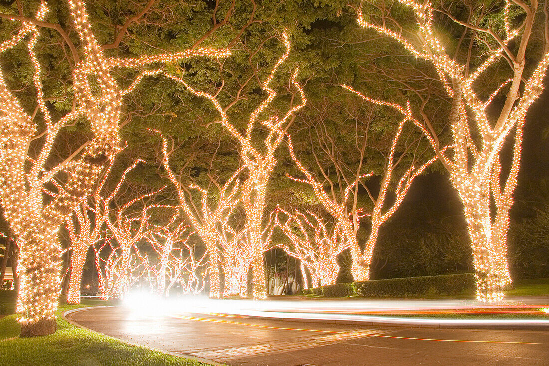 Christmas Lights On Trees At Night, Wailea, Maui, Hawaii, Usa