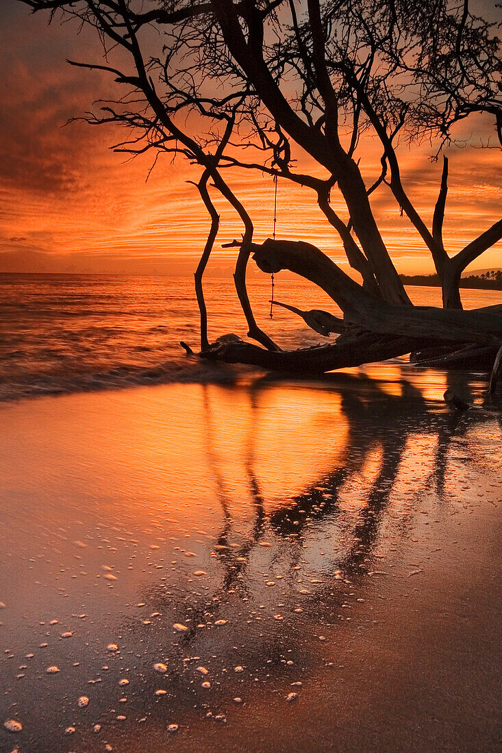 Silhouette Of Tree At Water's Edge, Maui, Hawaii, Usa