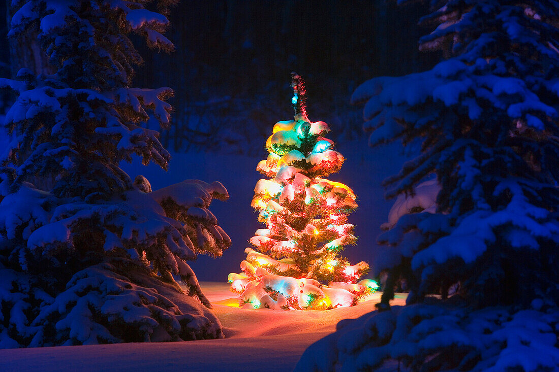 Christmas Tree Glowing In Winter Forest