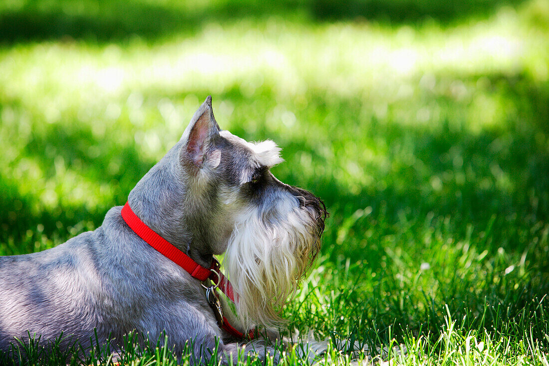 A Schnauzer Laying In The Grass