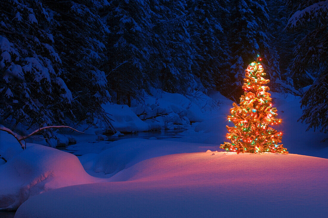 Glowing Christmas Tree In Forest