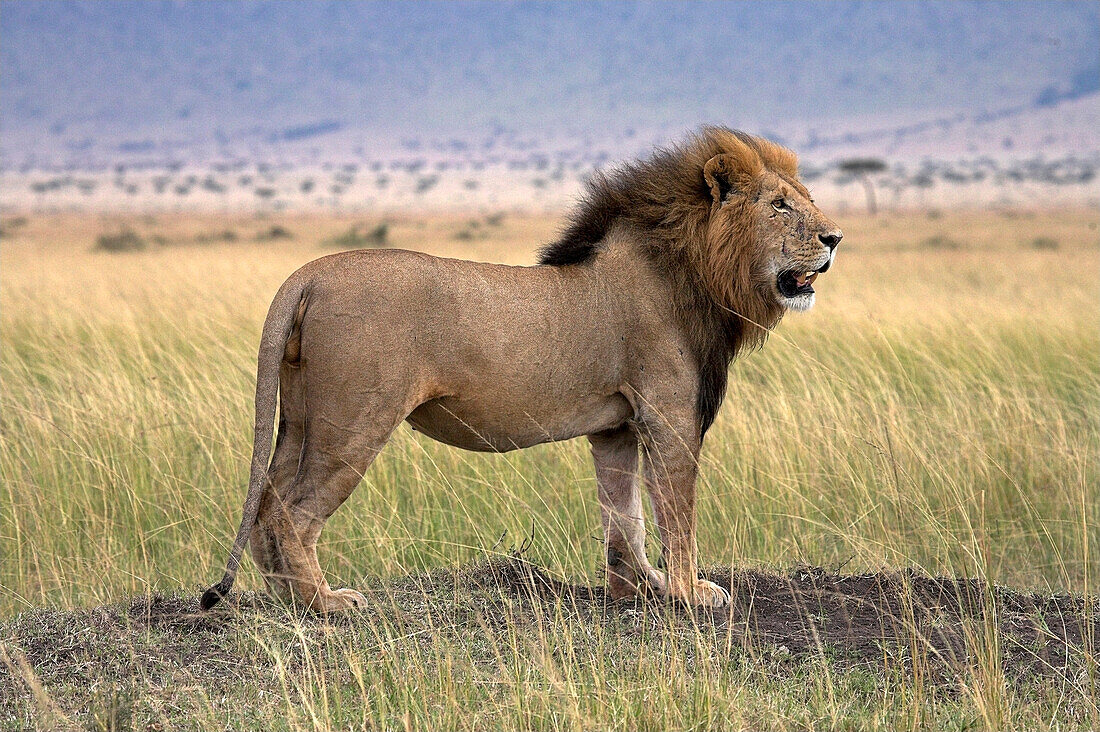 Lion Standing Proud, Masai Mara, Kenya, Africa
