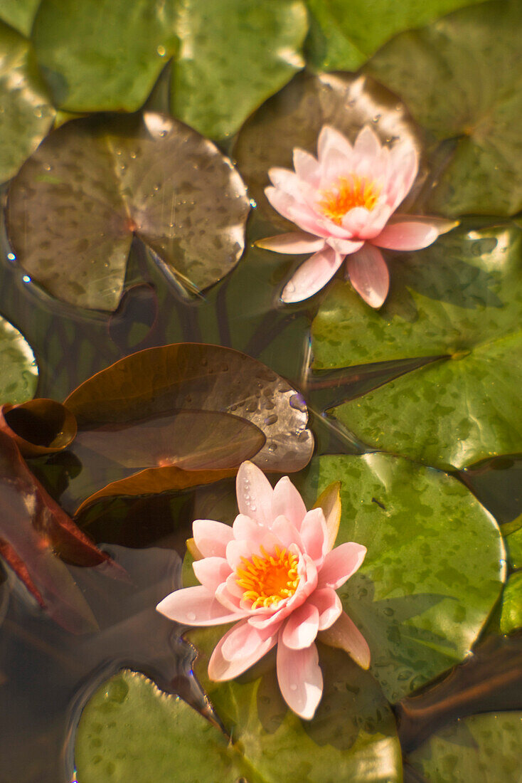 Water Lilies