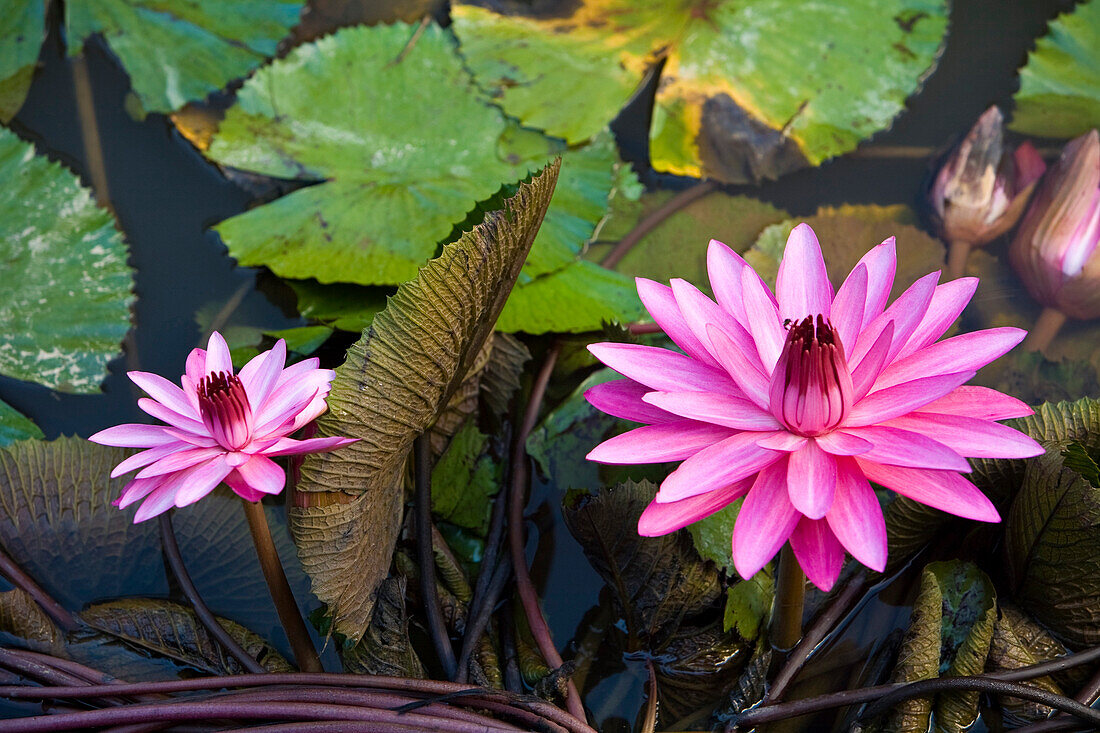 Lotusblumenblüten