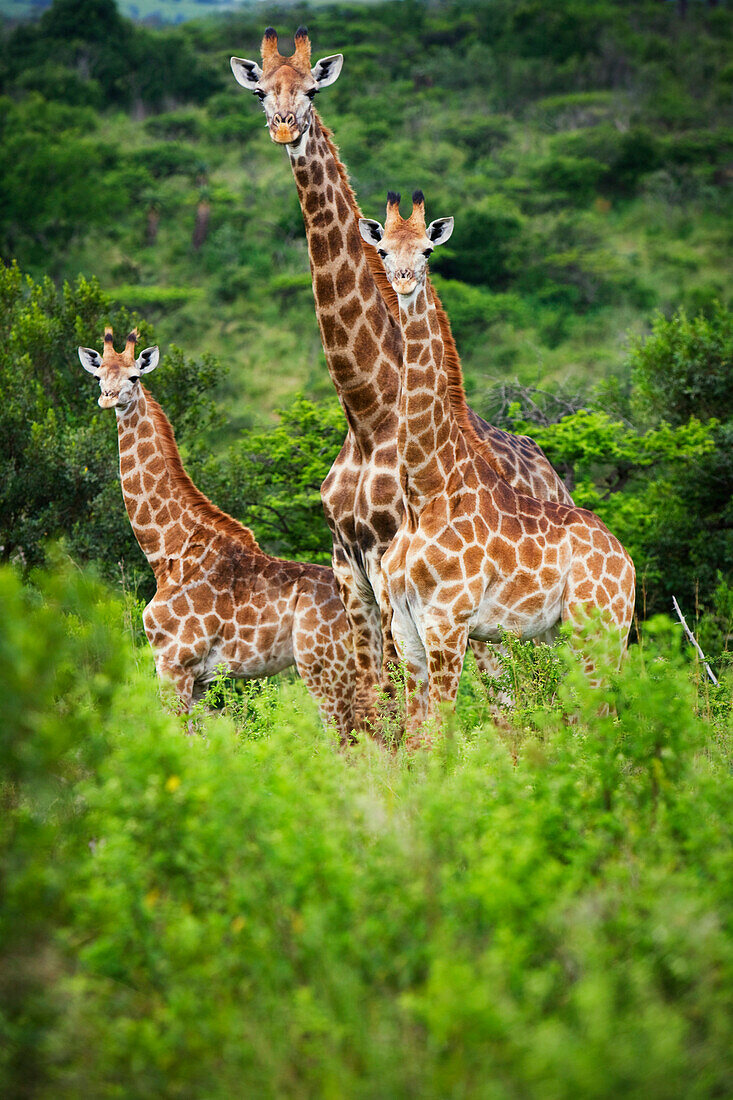 Giraffes (Giraffa Camelopardalis)