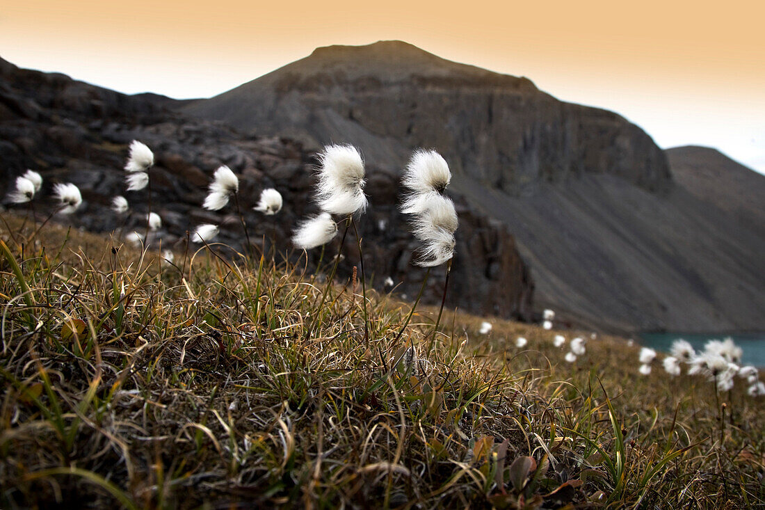Arctic Cotton, Nunavut, Canada