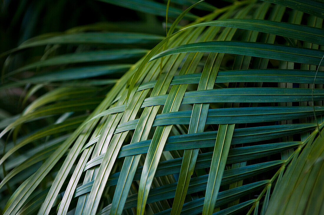Palm Leaves Woven Together