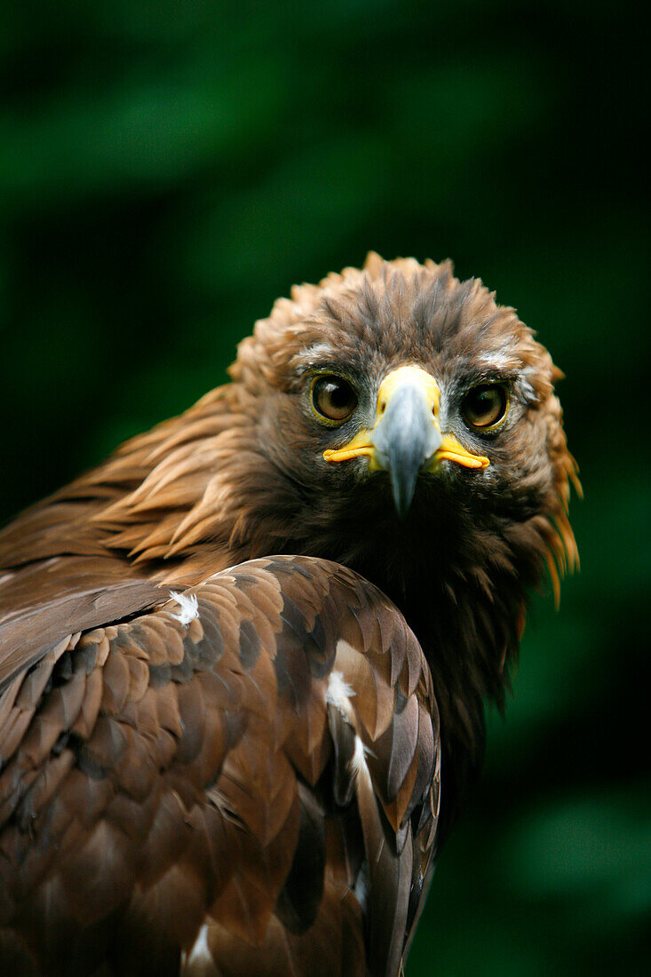 Golden Eagle's Face (Aquila Chrysaetos)