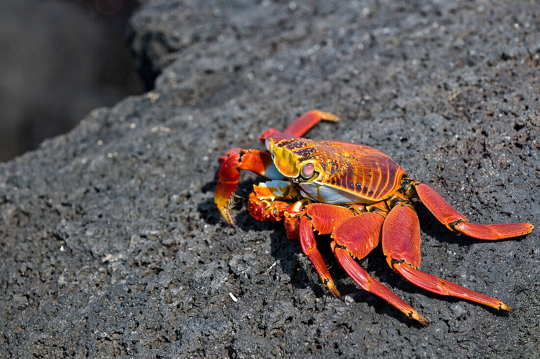 Sally Light Footed Crab On Rock