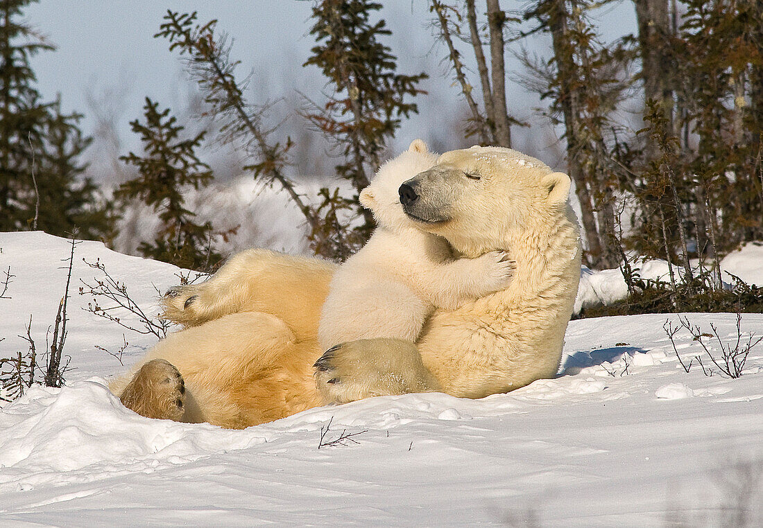 Polar Bear (Ursus Maritimus)With Cub