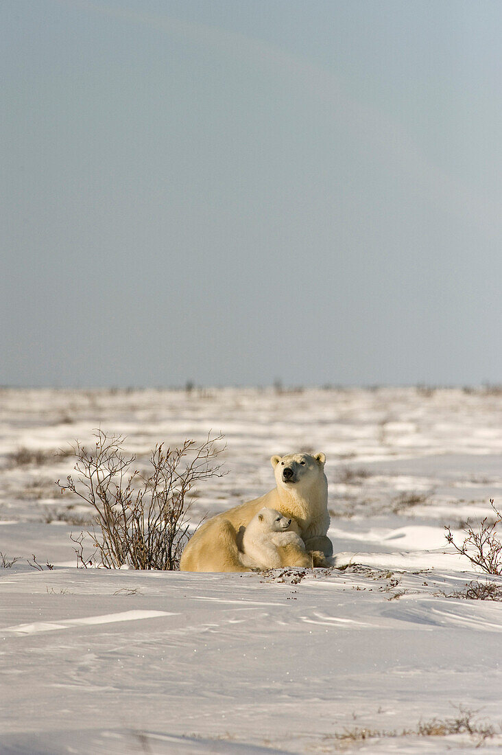 Polar Bear With Cub, Watchee, Churchill, Canada