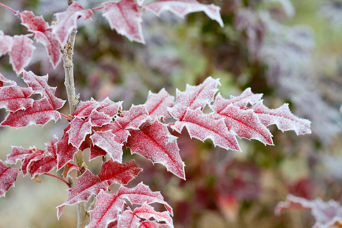 Winter Frost On Leaves