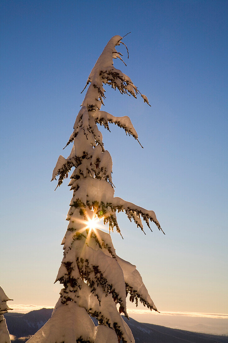Sunlight Through Snow-Covered Tree, Cascades Mountains, Oregon, United States Of America