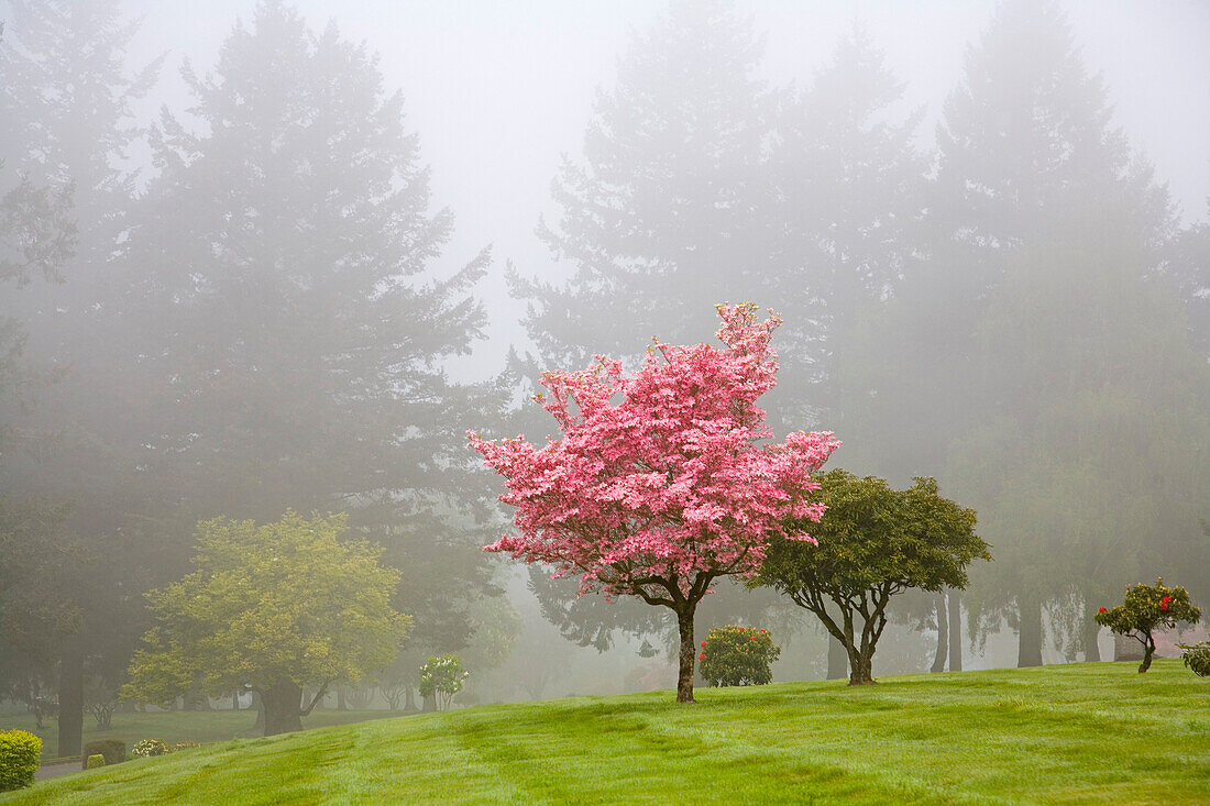 Dogwood Trees In The Fog, Portland, Oregon, Usa