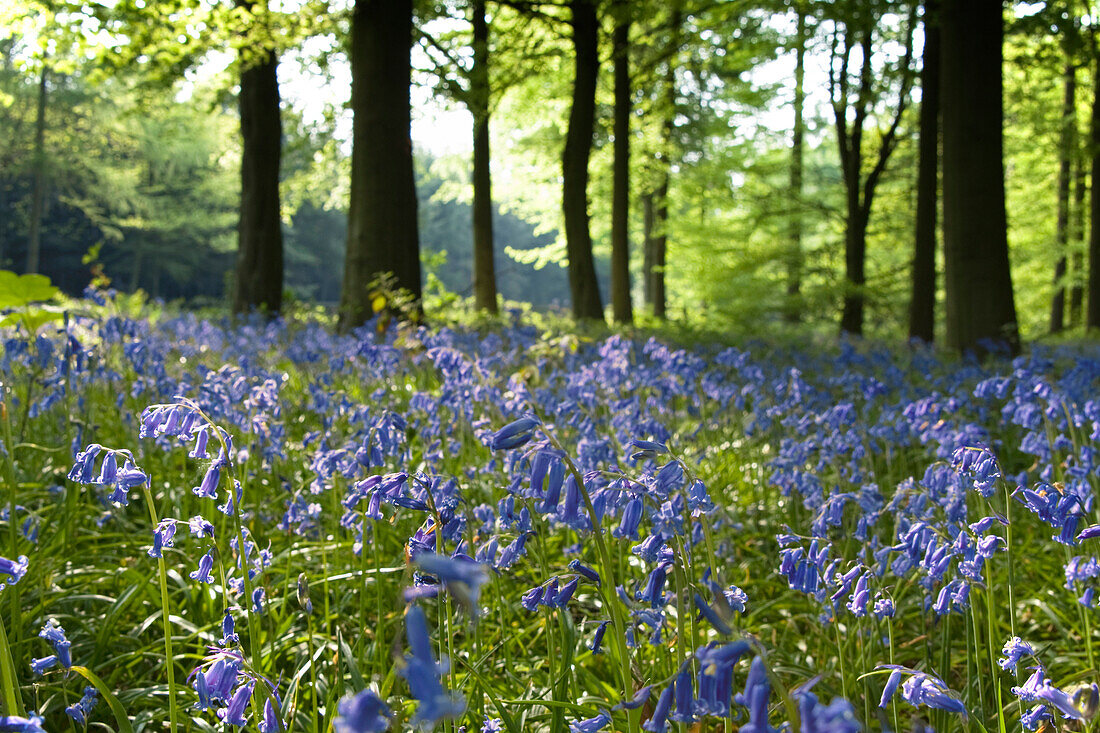 Bluebells On Forest Floor