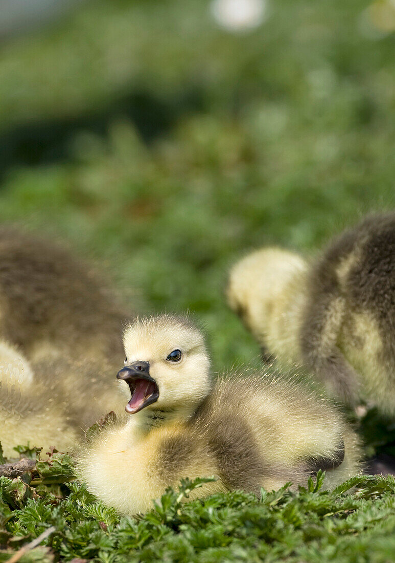Fuzzy Goslings