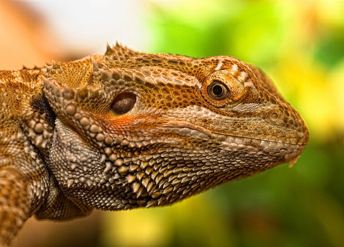 Portrait Of A Bearded Dragon