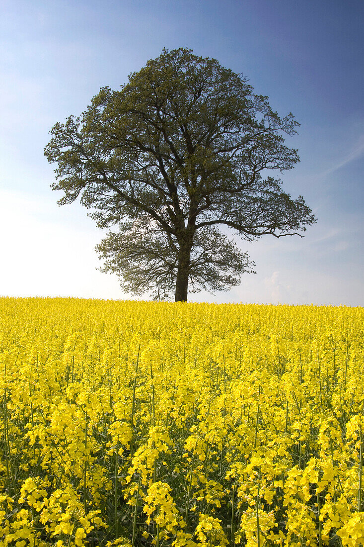Tree In A Rapeseed Field, Yorkshire, England