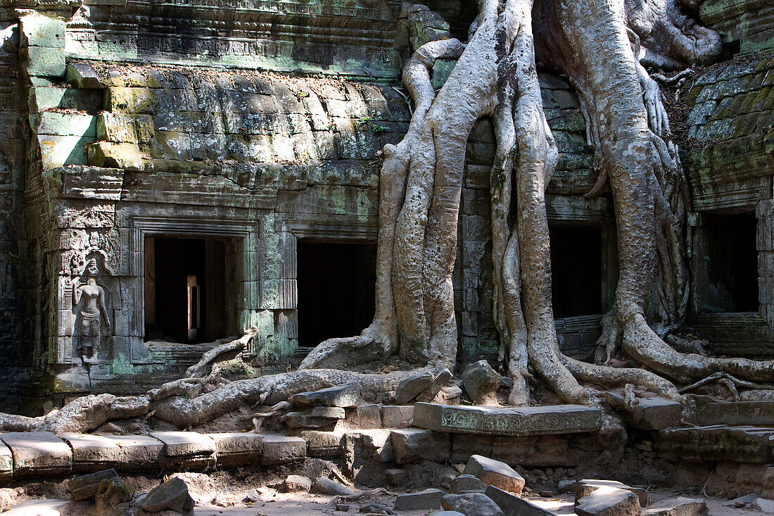 Tree Roots Covering Temple Ruins In The Ancient City Of Angkor Wat, Northwestern Cambodia