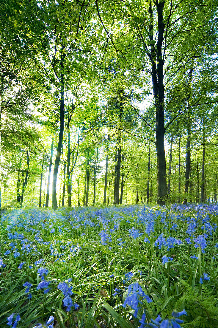 Wildflowers In A Forest Of Trees, Yorkshire, England