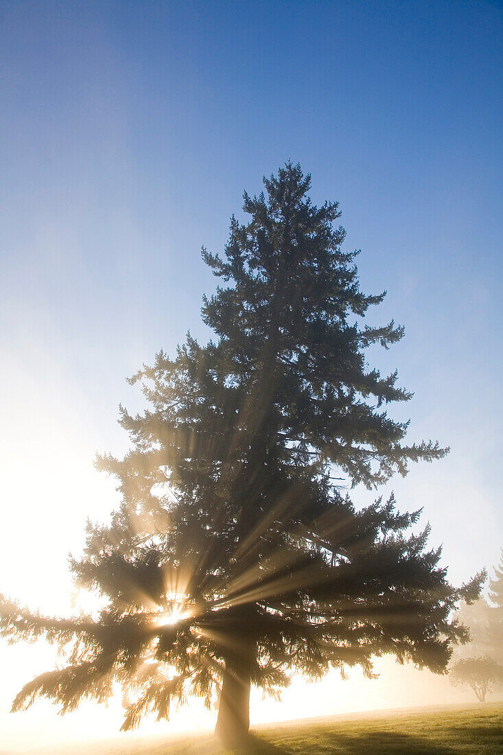 Tree And Sunlight, Willamette Valley, Oregon, United States Of America
