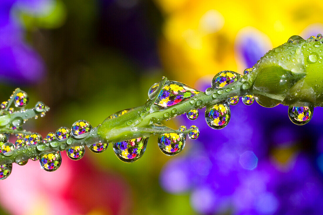 Wassertropfen auf einem Blumenstängel