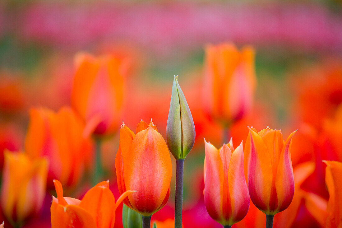 Budding And Blooming Tulips